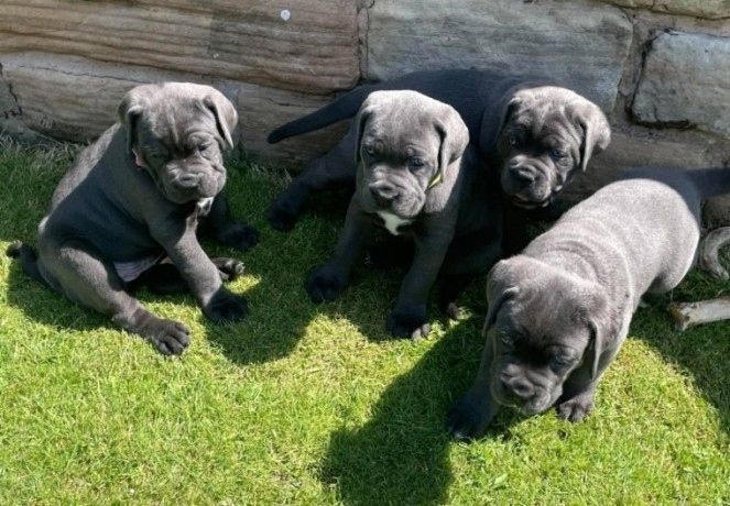 Cane Corso Welpen zu verkaufen