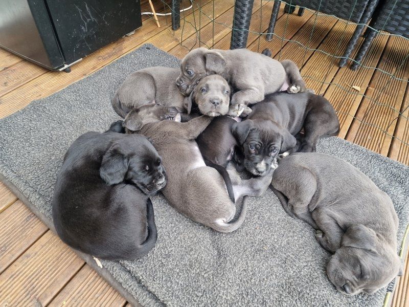Cane Corso Welpen zu verkaufen