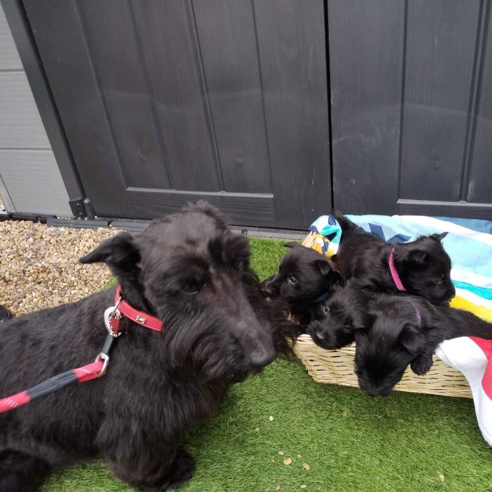 Wunderschöne Scottish Terrier Welpen zu verkaufen