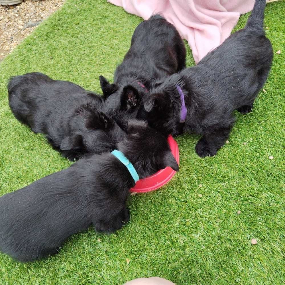 Wunderschöne Scottish Terrier Welpen zu verkaufen