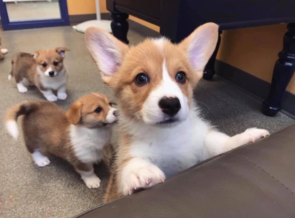 Registrierte Corgi-Welpen zu verkaufen