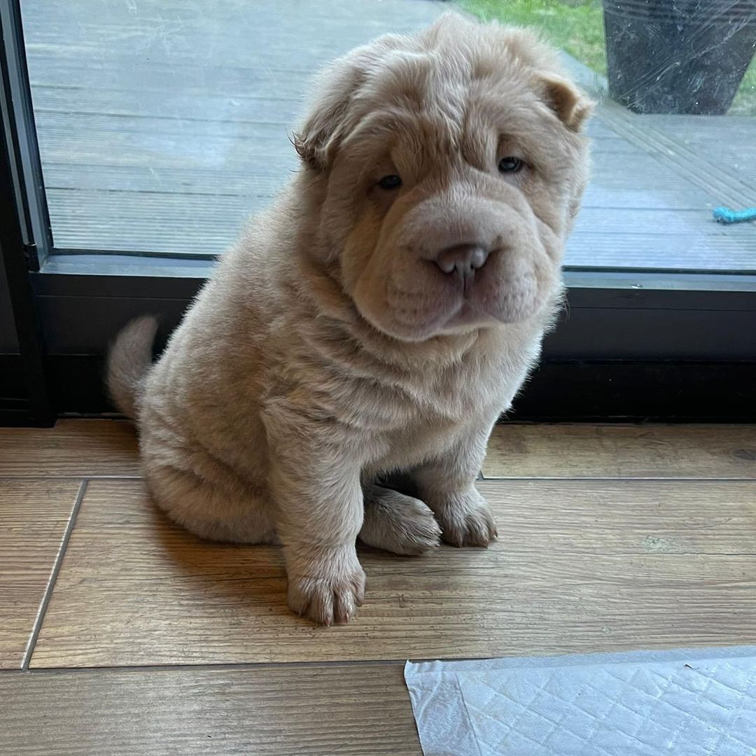 Chinesische Shar-Pei-Welpen zu verkaufen