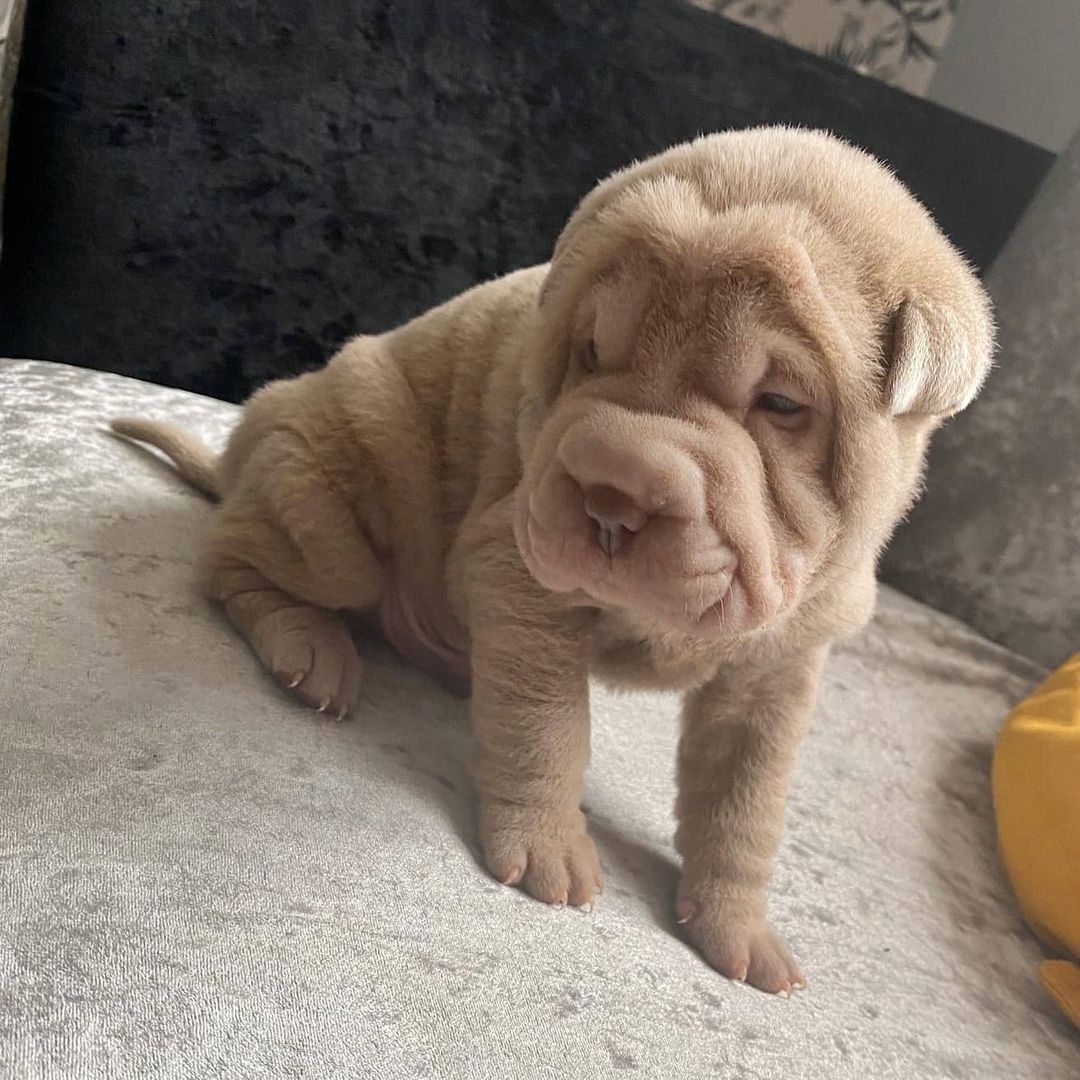 Chinesische Shar-Pei-Welpen zu verkaufen