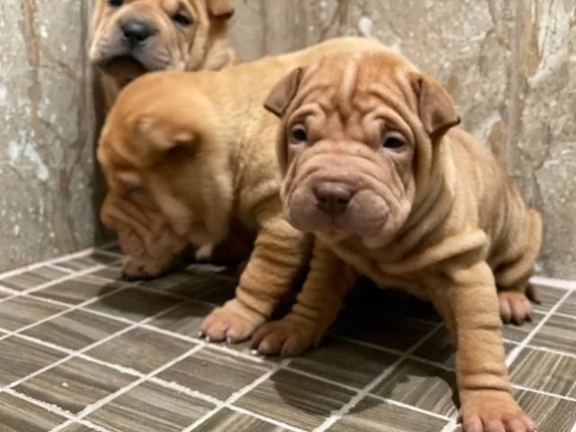 Chinesische Shar-Pei-Welpen zu verkaufen