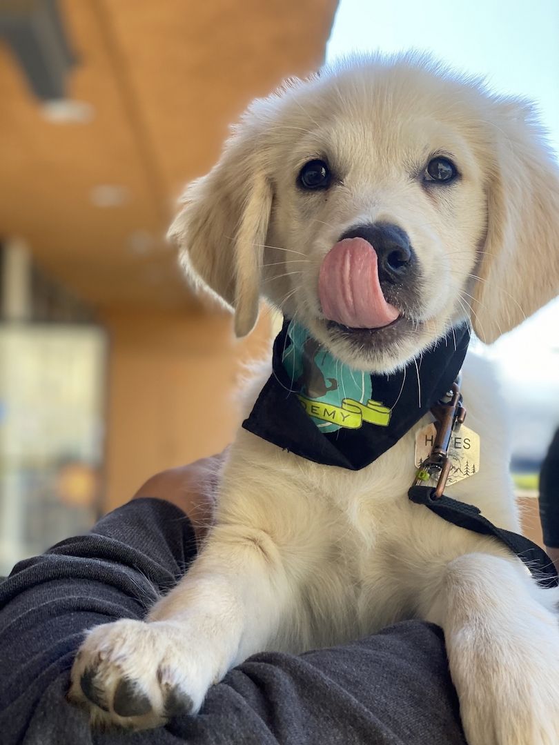 Golden Retriever Welpen zur Annahme