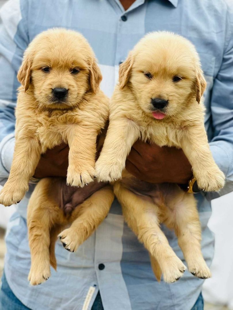 Golden Retriever Welpe sie ist so intelligent