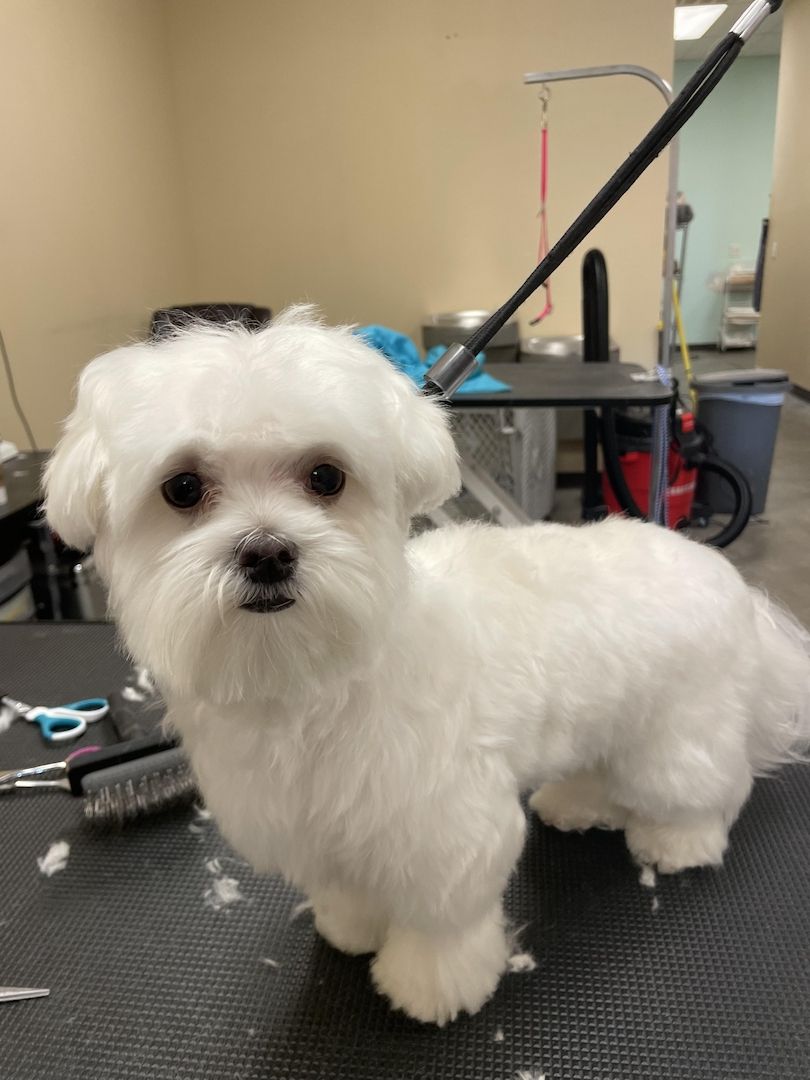 Malteserwelpen suchen dort nun ein neues Zuhause