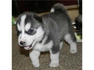 Siberian Husky Welpen für Sie