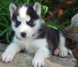 Registrierte Siberian Husky Welpen