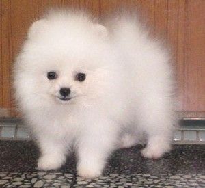 12 Wochen alte Pomeranian-Welpen