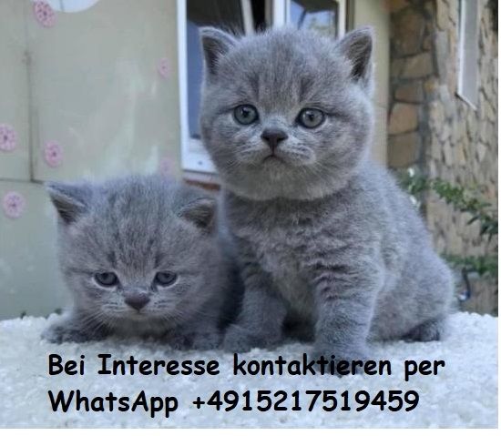 BKH KITTEN (Britisch Kurzhaar)
