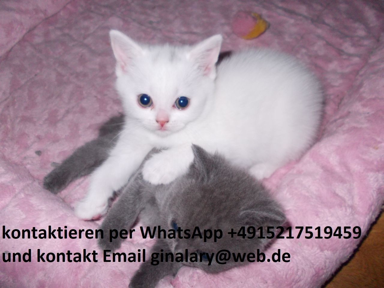 Gesund Britisch Kurzhaar Katzchen