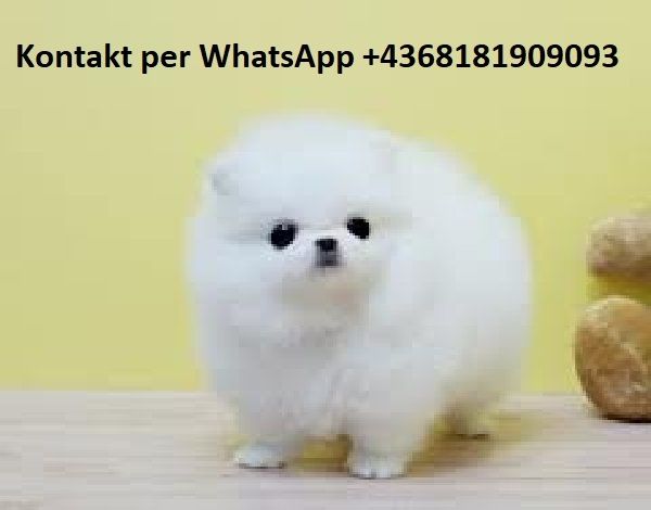 Süsse Spitz Pomeranian  welpen