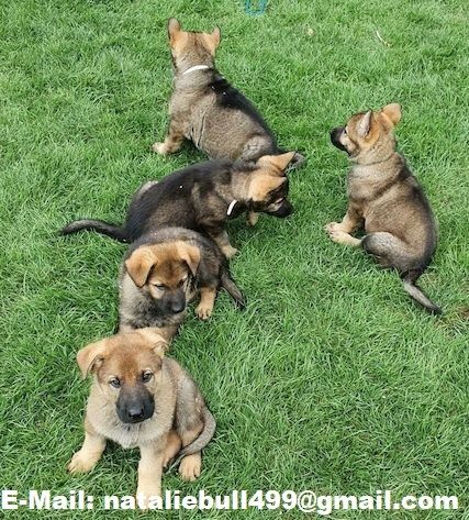 Deutscher Schäferhund welpen suchen neues Zuhause