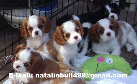 Cavalier King Charles Spaniel Welpen