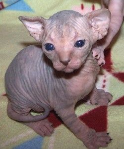 Sphynx-Kätzchen für Sie und Ihre Familie!