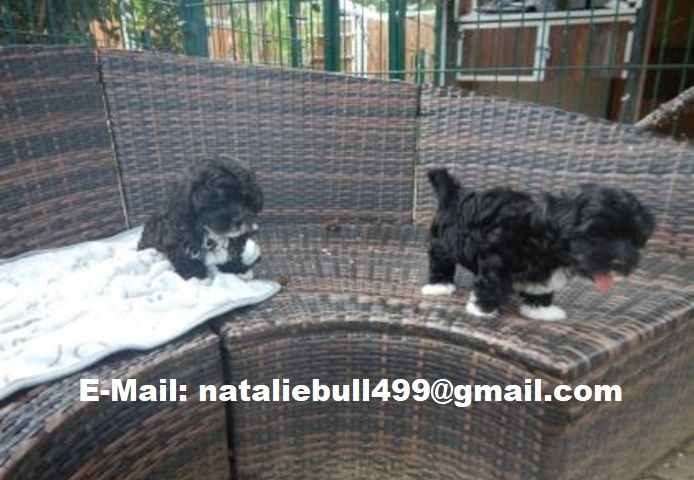 Bolonka Welpen Bolonka Welpen