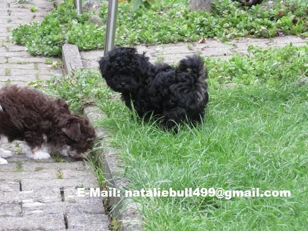Zauberhafte Bolonka Zwetna Welpen mit Ahnentafel