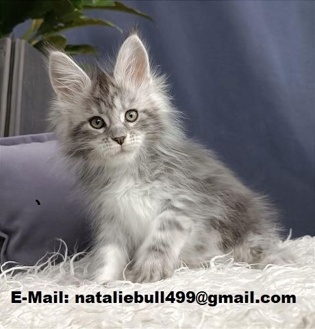 Maine Coon Kitten mit Stammbaum