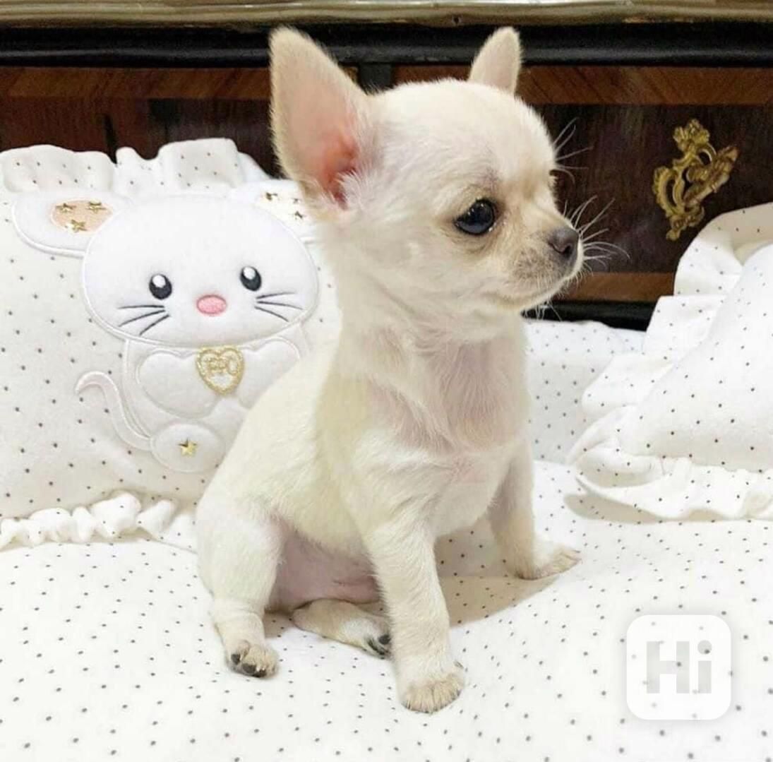 AKC Chihuahua-Welpen