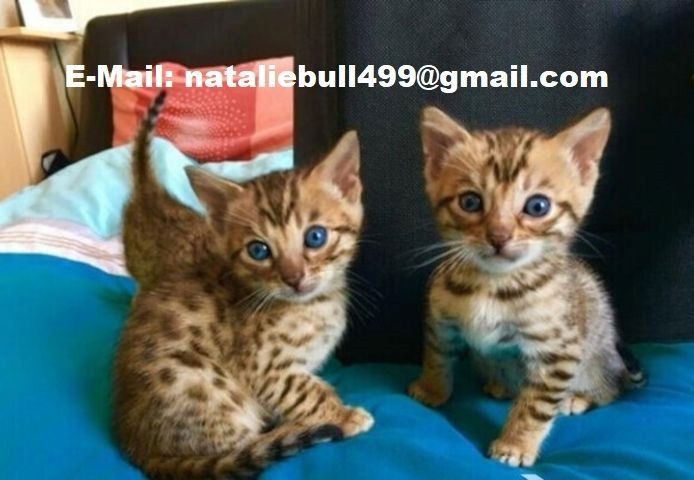 Reinrassige Bengal Kitten