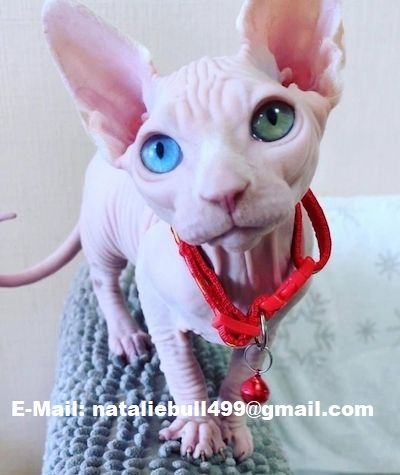 Sphynx-Kätzchen!