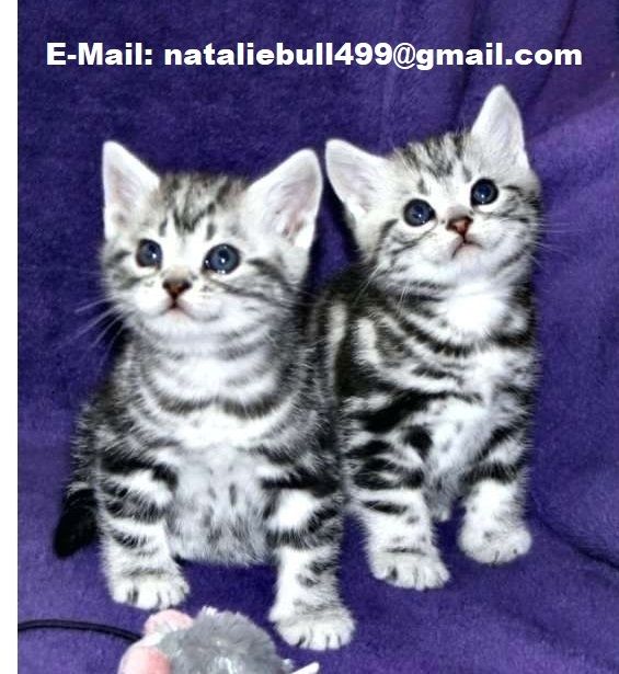 BKH-Kitten mit dem Stammbaum