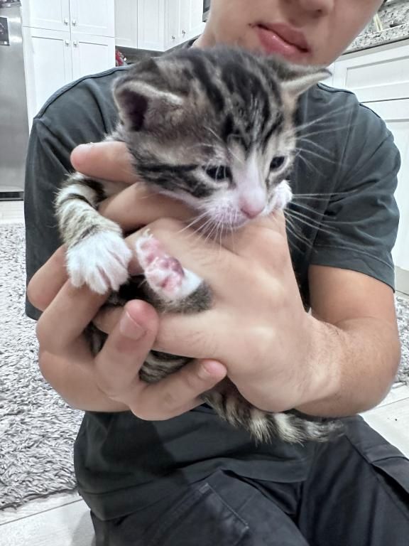 Bengalkatzen-Kätzchen