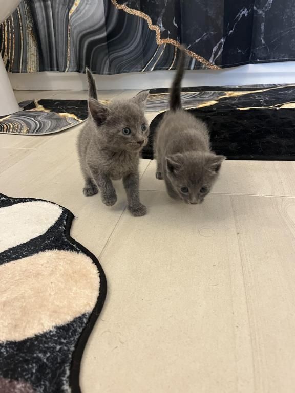 Russisch Blau Kätzchen