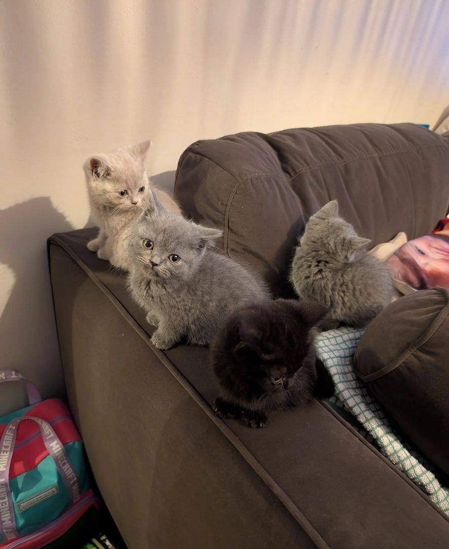 Britisch Kurzhaar Kätzchen