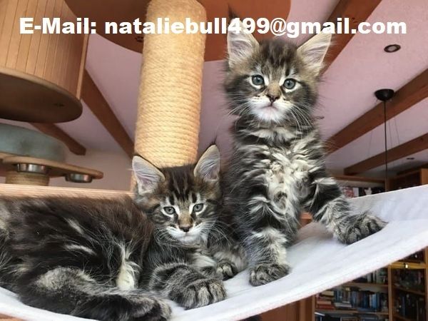 Maine Coon Kätzchen zu verkaufen ,