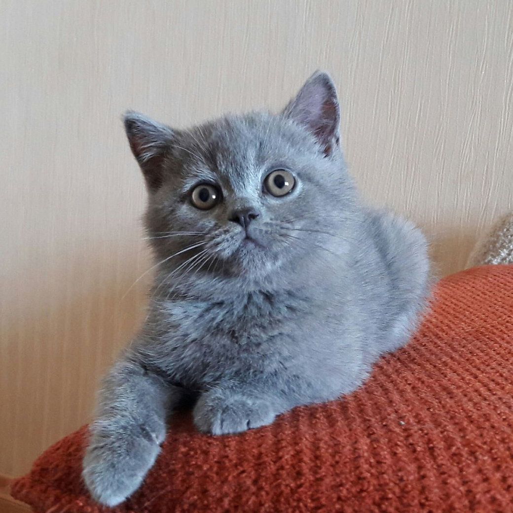 Blaue BKH-Kitten m.P. - Katzenbabys Kätzchen grau blau weiß Britisch Kurzhaar