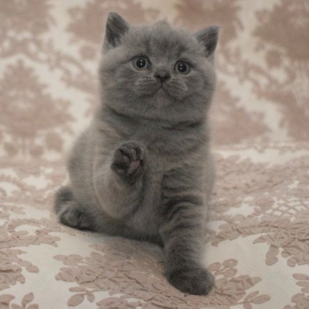 Blaue BKH-Kitten m.P. - Katzenbabys Kätzchen grau blau weiß Britisch Kurzhaar