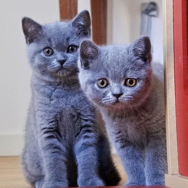 Britisch Kurzhaar (BKH) Kitten in Grau Liebes Zuhause gesucht