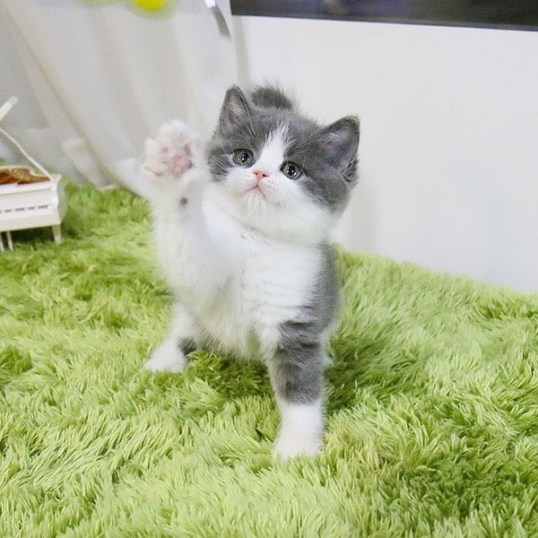 Britisch Kurzhaar (BKH) Kitten in Grau Liebes Zuhause gesucht