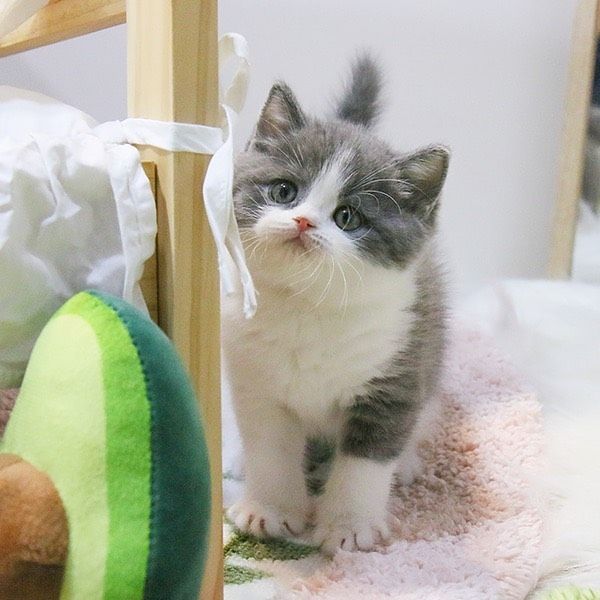 Britisch Kurzhaar Kätzchen