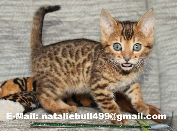 BENGAL-Kätzchen