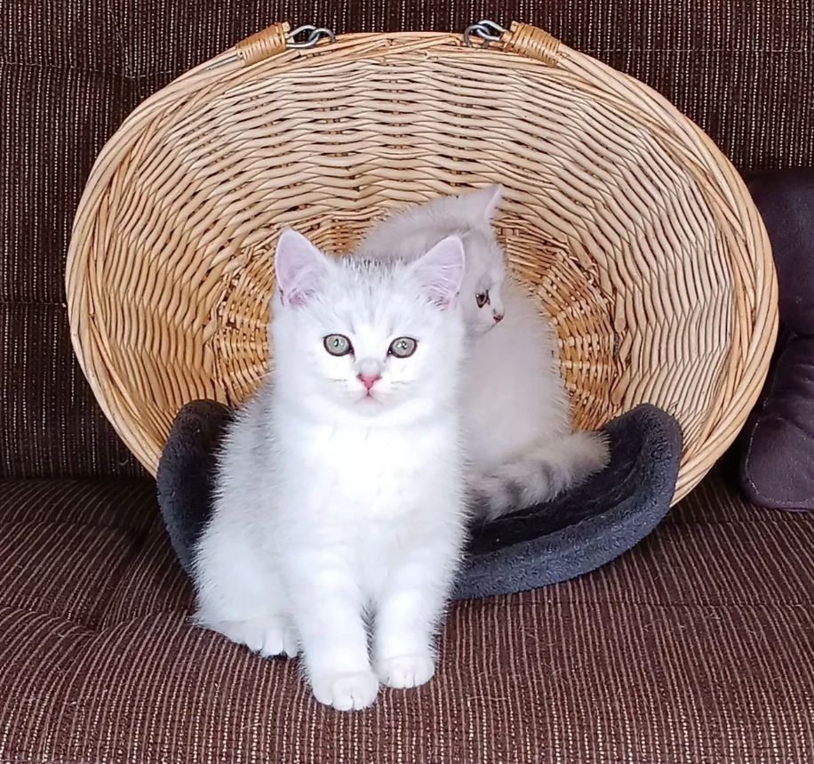 Abgabebereit ! BKH Kätzchen mit Stammbaum Kitten Britisch Kurzhaar