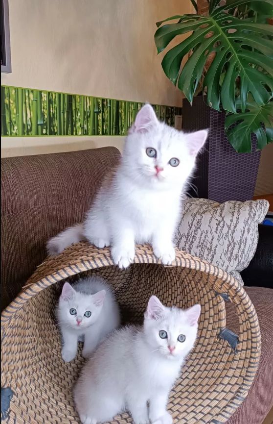 Abgabebereit ! BKH Kätzchen mit Stammbaum Kitten Britisch Kurzhaar