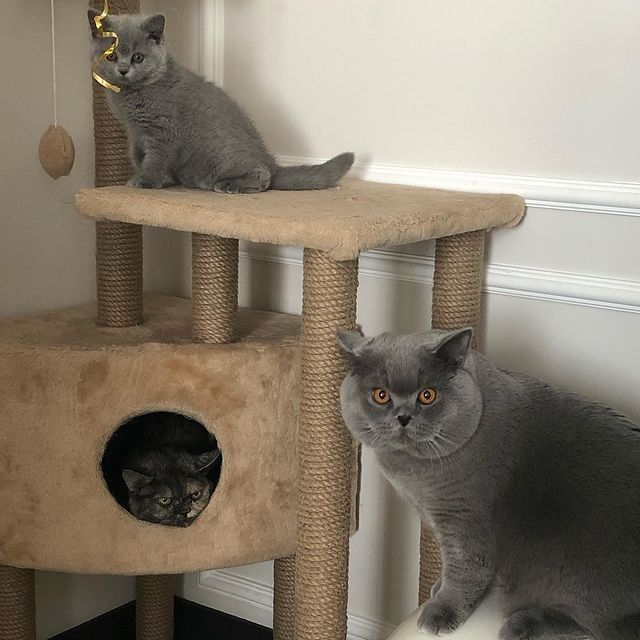 Abgabebereit ! BKH Kätzchen mit Stammbaum Kitten Britisch Kurzhaar