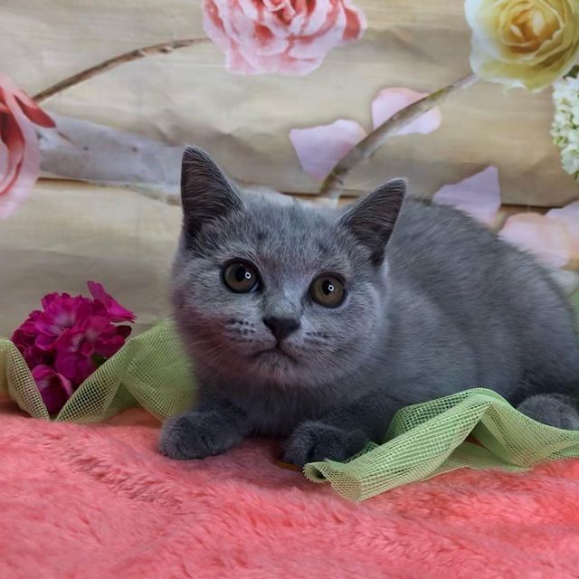 BKH britisch kurzhaar Kätzchen, kitten