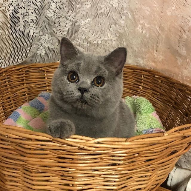 BKH britisch kurzhaar Kätzchen, kitten