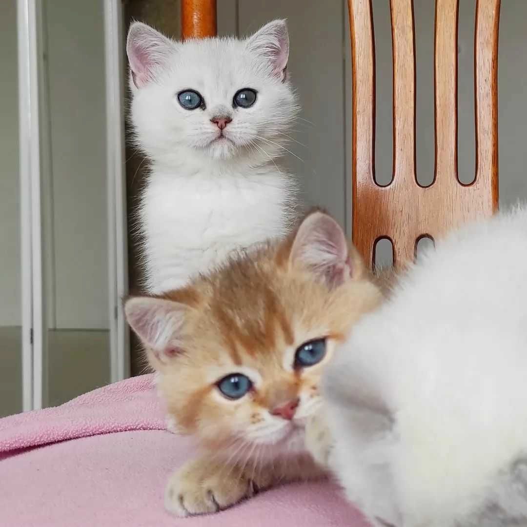 BKH britisch kurzhaar Kätzchen, kitten