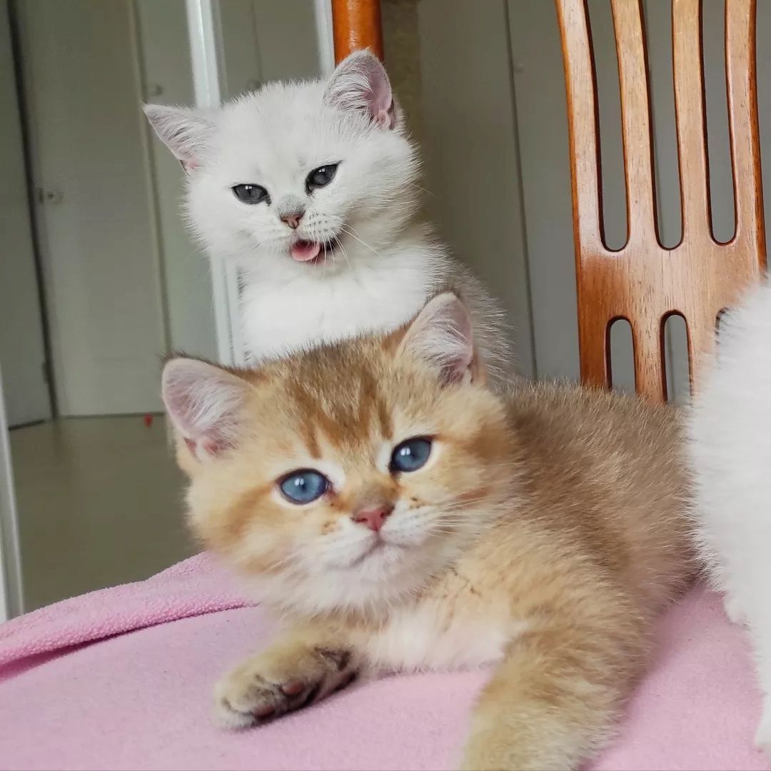 Reinrassige bkh golden shell,kitten,kinder