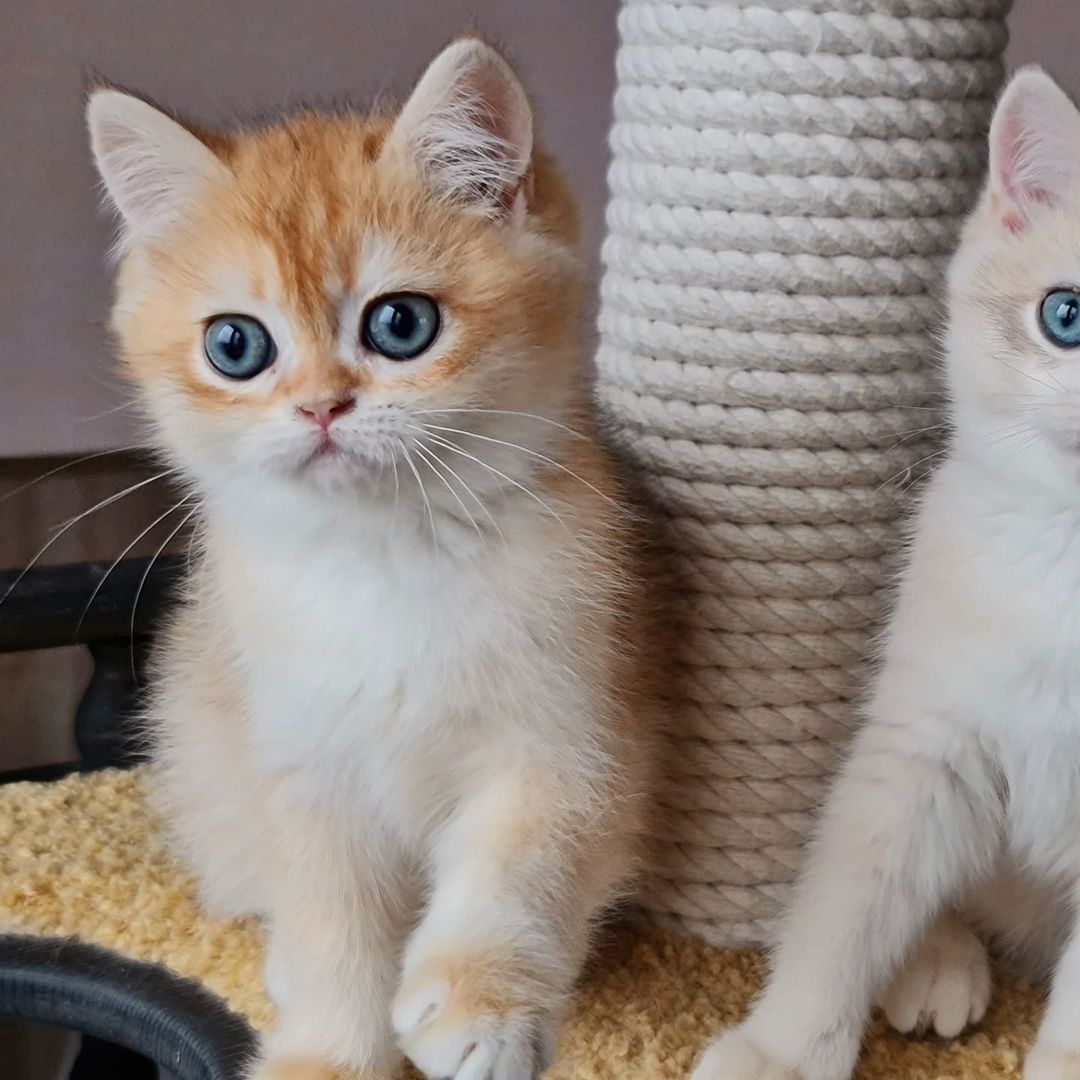 Britisch Kurzhaar (BKH) Kätzchen (Männlich und weiblich))
