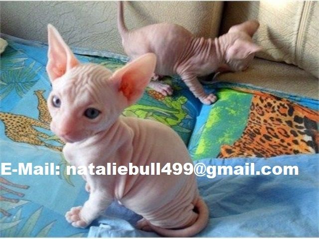 Sphynx-Kätzchen zur Abholung bereit,