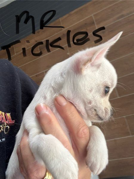 Reinrassige Chihuahua-Welpen