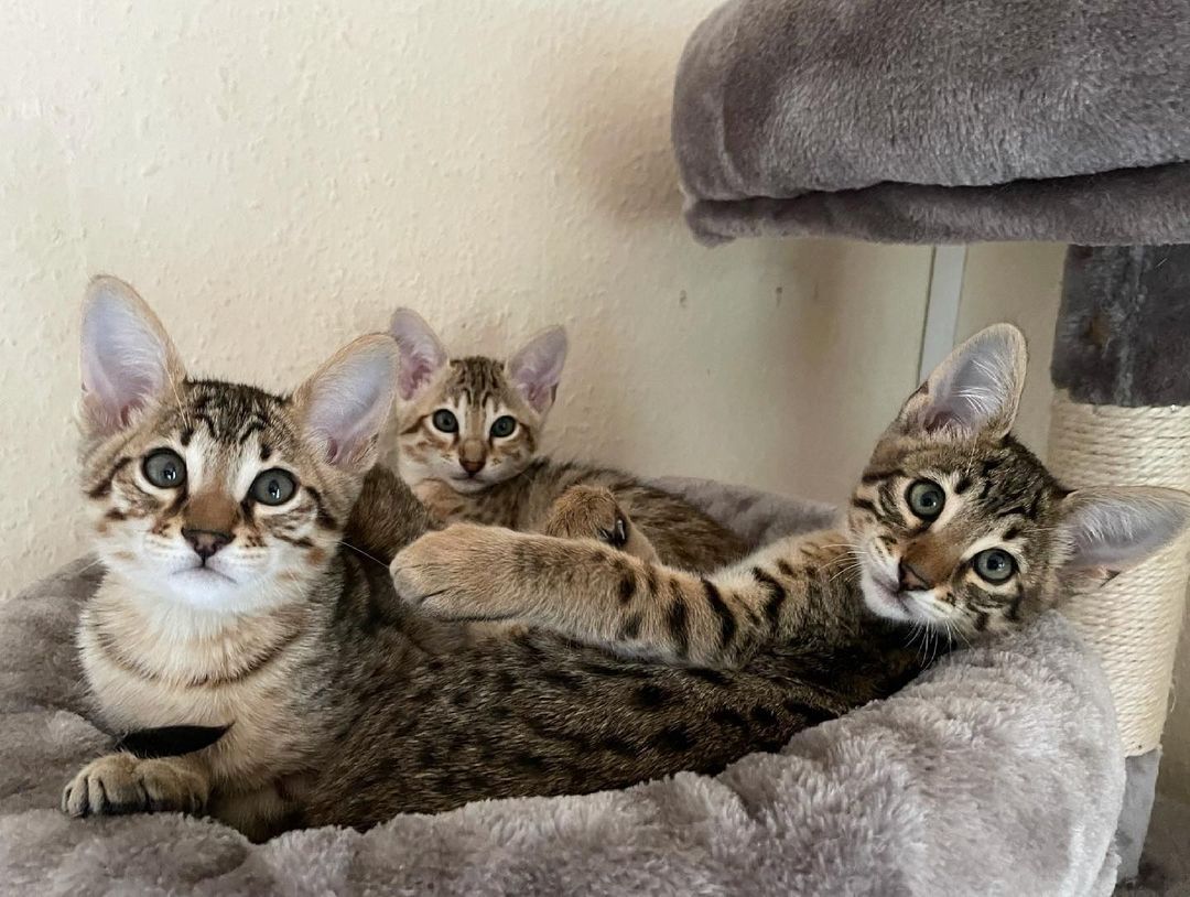 Karakal- und Savannenkätzchen verfügbar