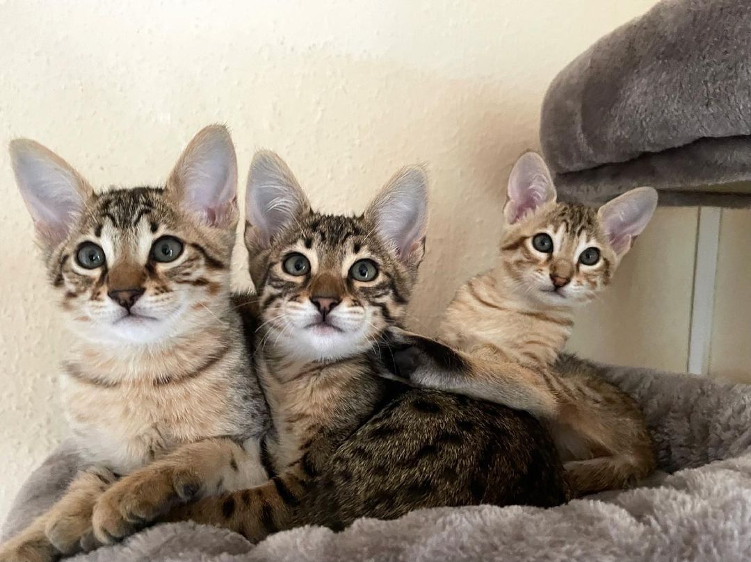 Karakal- und Savannenkätzchen verfügbar