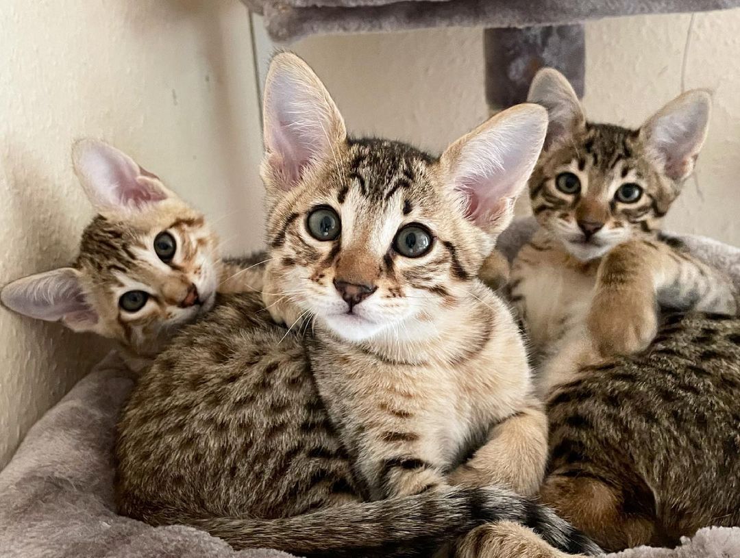 SAVANNAH UND CARACAL WEIBLICHE UND MÄNNLICHE BABYKÄTZCHEN